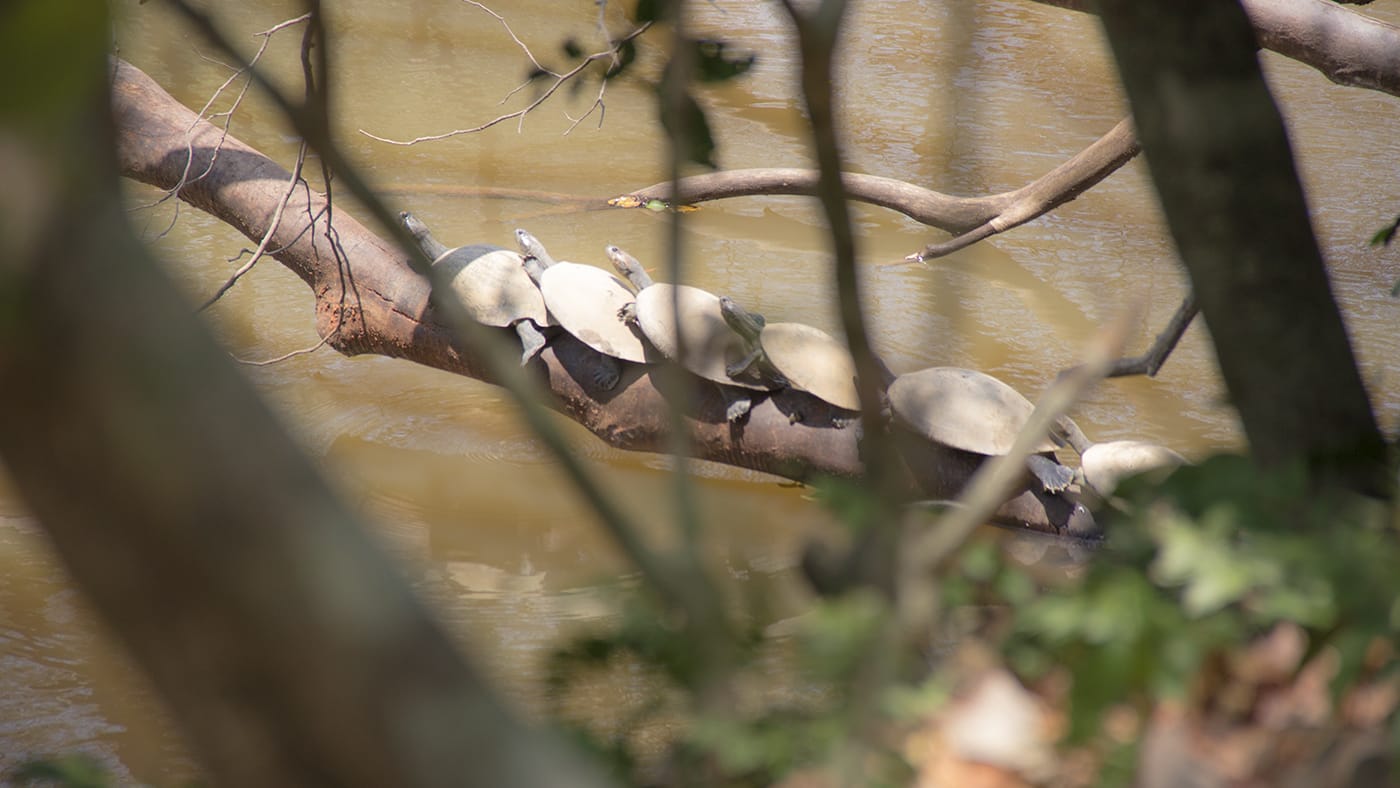 Biodiversidad_head_banner